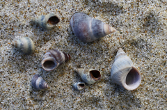 Austrolittorina