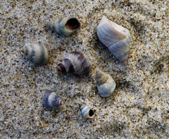 Austrolittorina