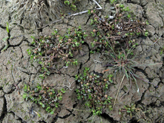 Centipeda minima minima