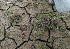 Centipeda minima minima