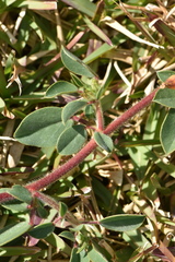 Tripodion tetraphyllum