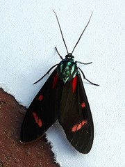 Cyanopepla alonzo