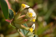Tripodion tetraphyllum