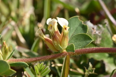 Tripodion tetraphyllum