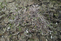 Leptinella maniototo