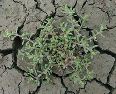 Centipeda aotearoana