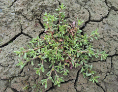 Centipeda aotearoana