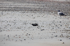Cepphus grylle arcticus