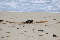 Cepphus grylle arcticus