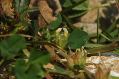 Tripodion tetraphyllum