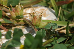 Tripodion tetraphyllum