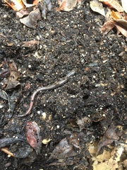 Batrachoseps major major