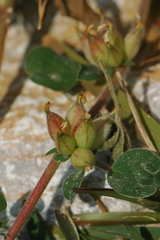 Tripodion tetraphyllum