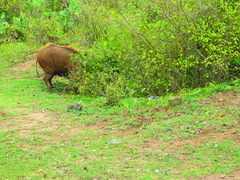 Sus scrofa cristatus