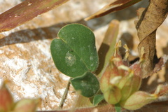 Tripodion tetraphyllum