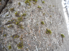 Cryptococcus fagisuga