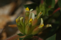 Tripodion tetraphyllum