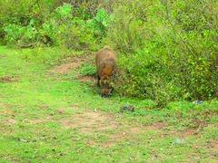 Sus scrofa cristatus