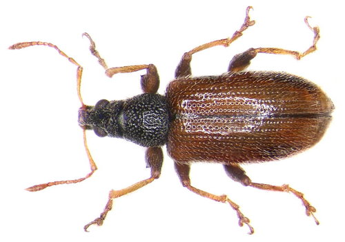 Brown Leaf Weevil, photo 4 of 10