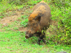 Sus scrofa cristatus
