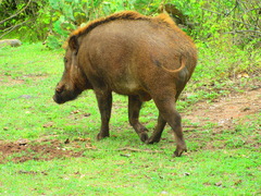 Sus scrofa cristatus