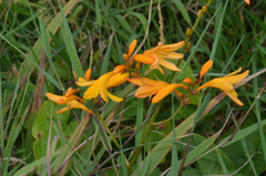 Crocosmia