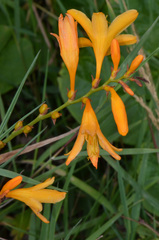 Crocosmia