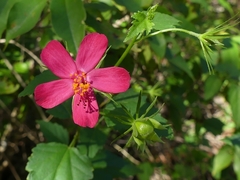 Hibiscus phoeniceus