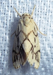 Holocraspedon nigripuncta