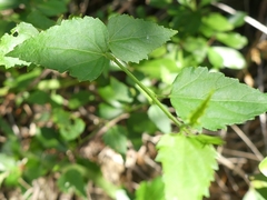 Hibiscus phoeniceus