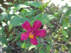Hibiscus phoeniceus