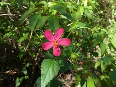 Hibiscus phoeniceus