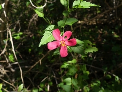 Hibiscus phoeniceus