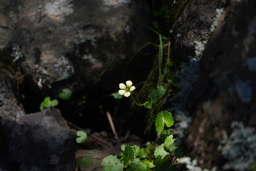Parnassia epunctulata