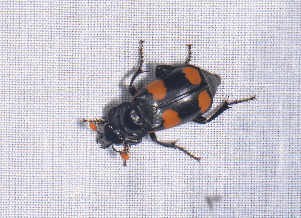 Nicrophorus herscheli