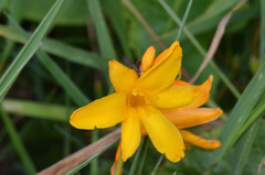Crocosmia