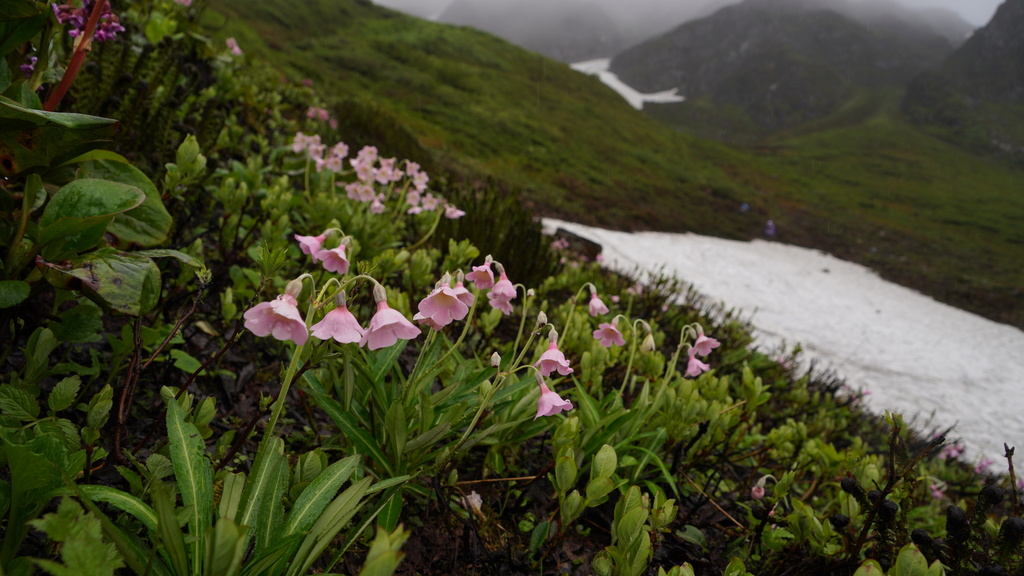 Agleniana