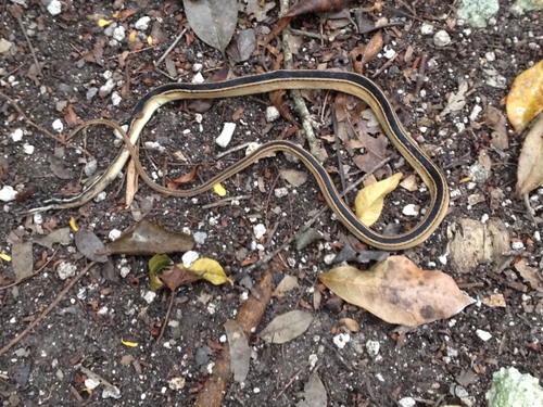 Photo of a Faded Black-striped Snake (Coniophanes schmidti)