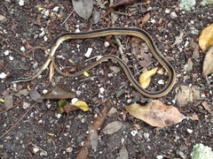 Coniophanes schmidti