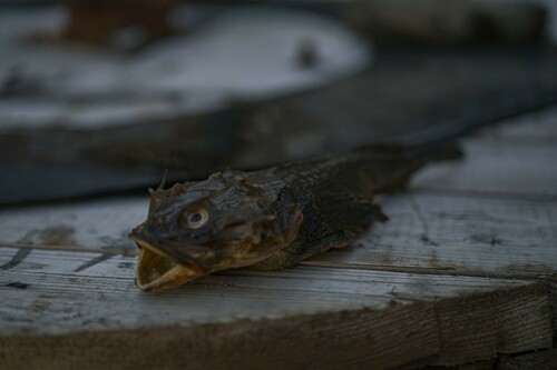Arctic sculpin (Myoxocephalus scorpius) — Cottidae