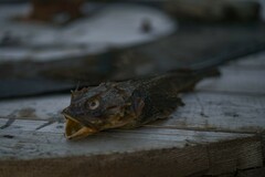 Myoxocephalus scorpius