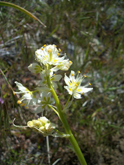 Toxicoscordion paniculatum