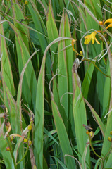 Crocosmia