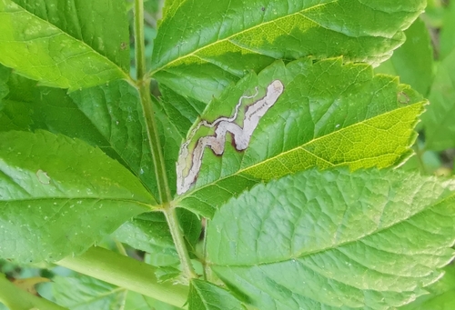 Stigmella rosaefoliella photo 5