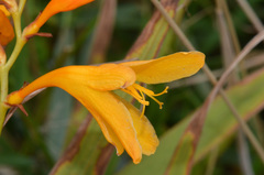 Crocosmia