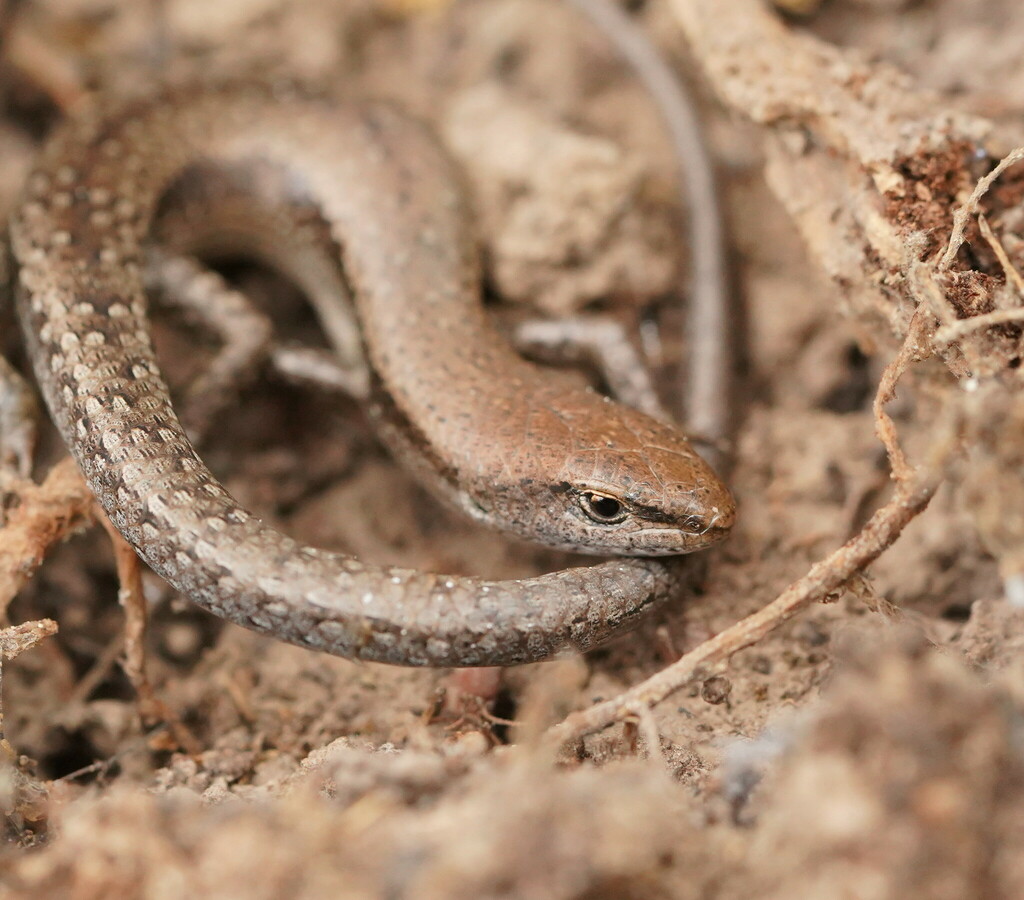 Australian Sunskinks