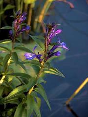 Lobelia sessilifolia