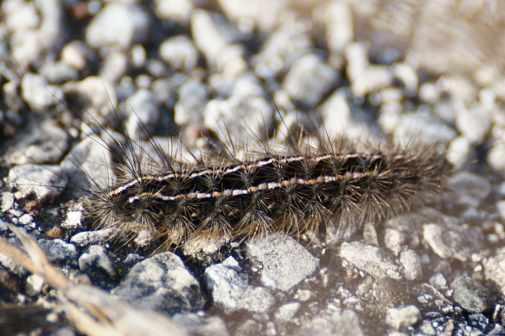 Arge Moth
