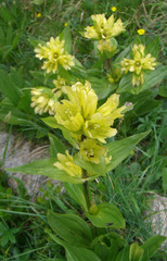Gentiana punctata