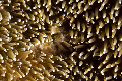 Periclimenes rathbunae